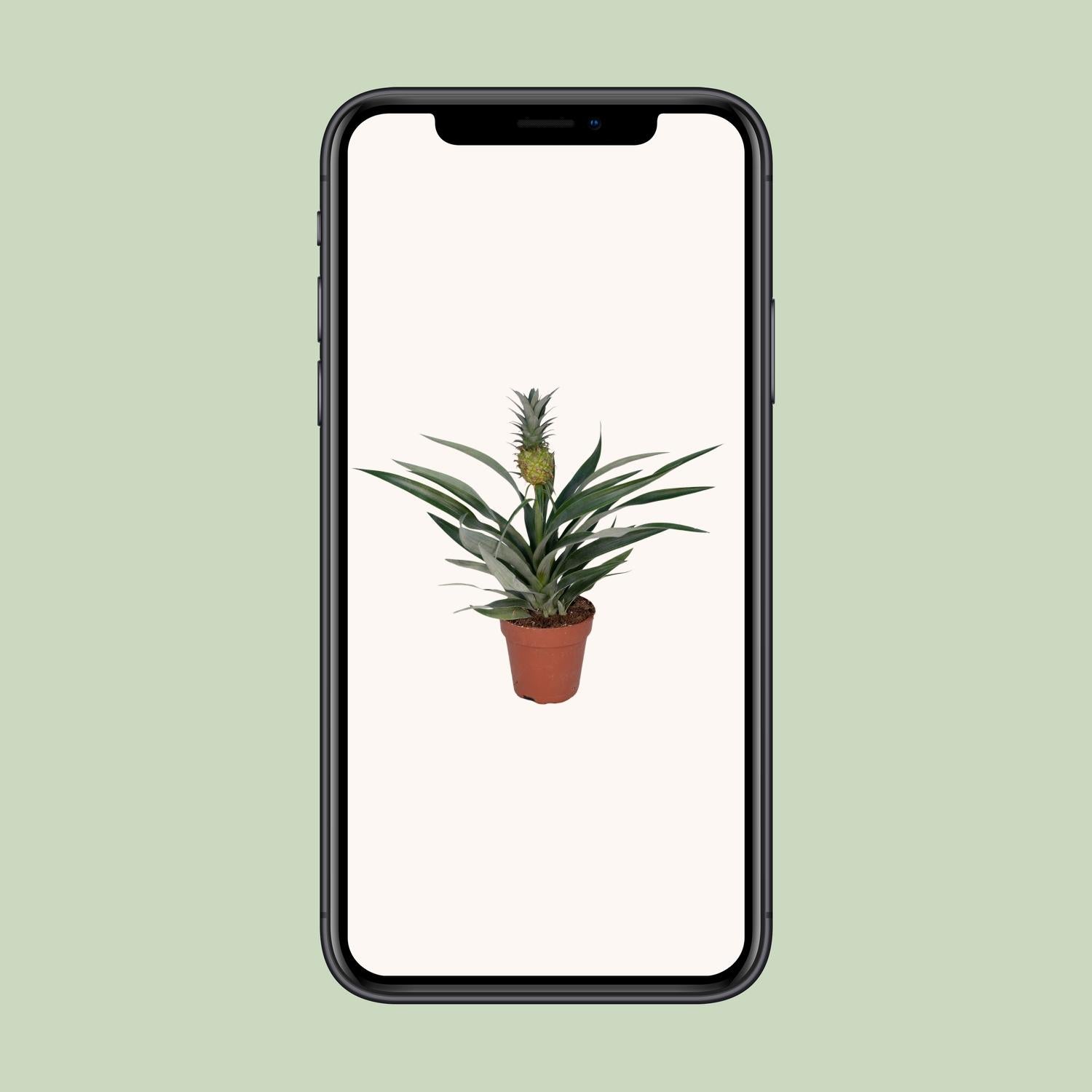 Bromelia Ananas - Ø12cm - ↕30cm