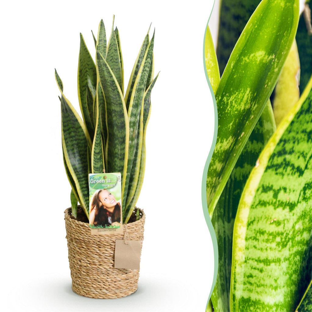 Green BoutiQ - Green is... Kamerplanten - Sansevieria Laurentii - Vrouwentong - Weinig onderhoud - met mand - Groen - 1 Plant - Pot 17cm - Hoogte 60-70cm