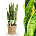 Green BoutiQ - Green is... Kamerplanten - Sansevieria Laurentii - Vrouwentong - Weinig onderhoud - met mand - Groen - 1 Plant - Pot 17cm - Hoogte 60-70cm