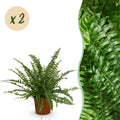 Green boutiQ - Kamerplant - Nephrolepsis exaltata Green Lady - Varen - Huisdiervriendelijk - Groen - 2 Planten - Pot 12cm - Hoogte 28-30cm