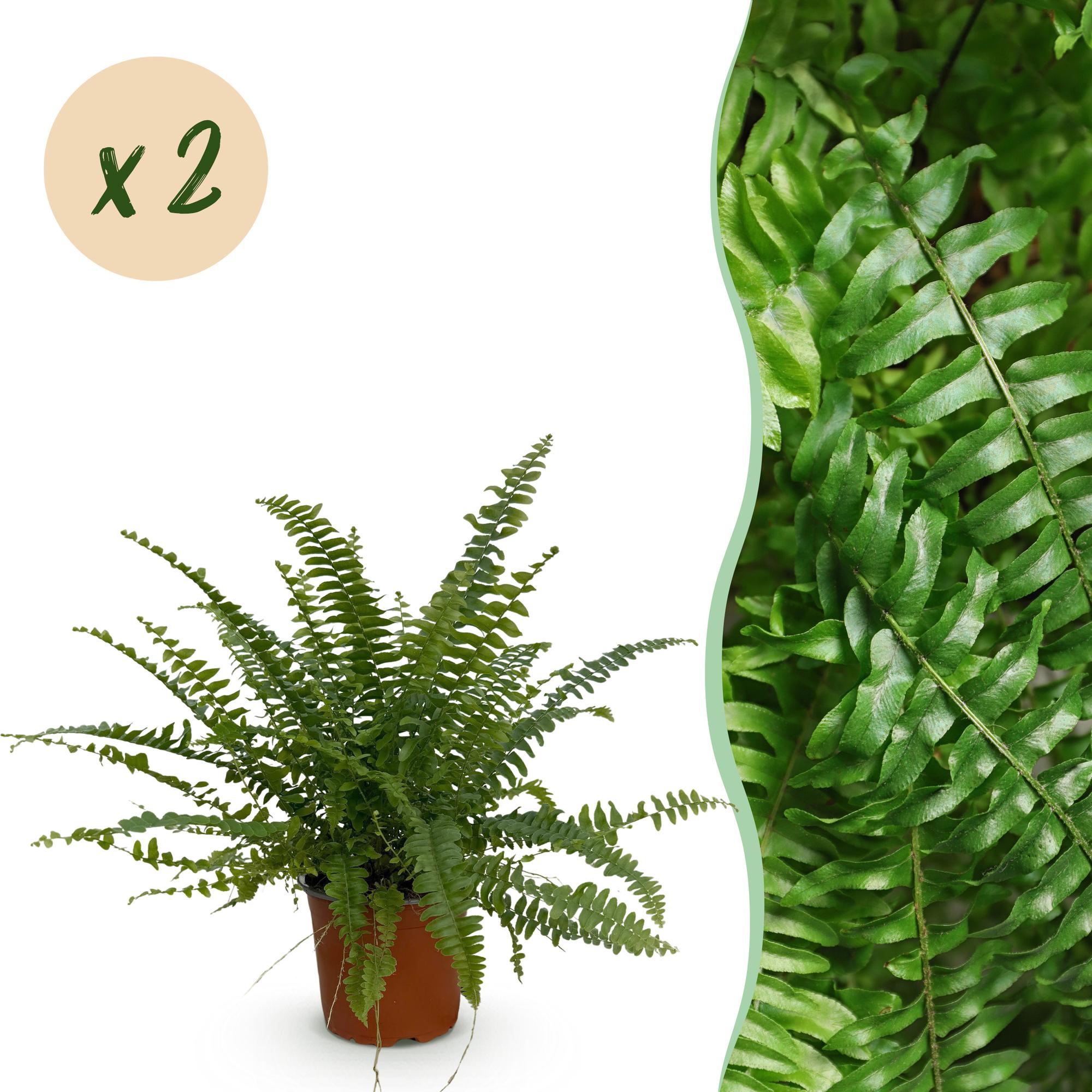 Green boutiQ - Kamerplant - Nephrolepsis exaltata Green Lady - Varen - Huisdiervriendelijk - Groen - 2 Planten - Pot 12cm - Hoogte 28-30cm