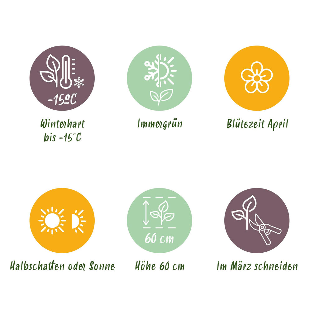 Green boutiQ - Siergrassen - Carex oshimensis Everest - Wit en Groen - 2 Planten - Bladhoudend - Weinig Onderhoud - Pot 17cm Hoogte 50cm