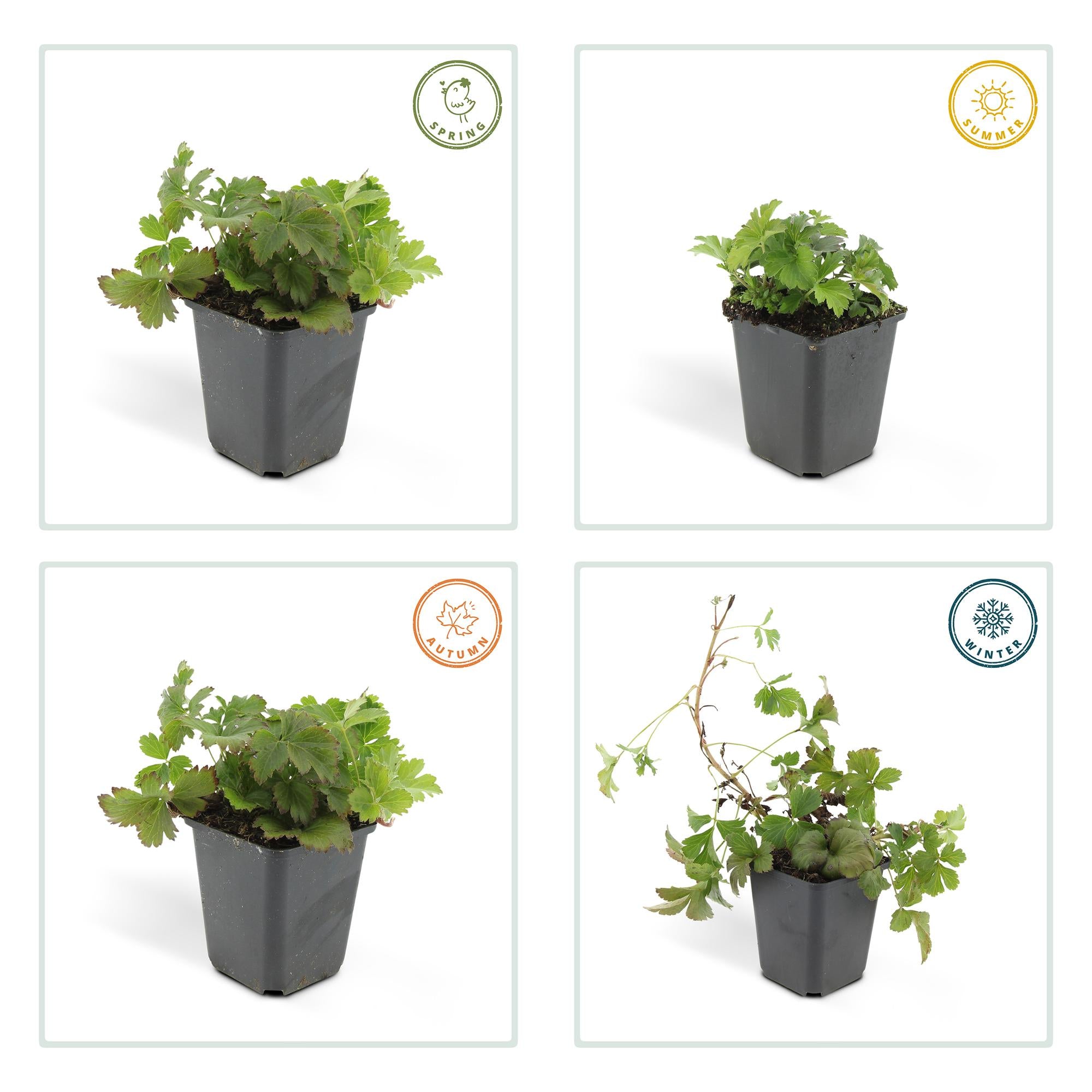 48x Waldsteinia ternata - ↕10-25cm - Ø9cm