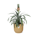 Ananas Mi Amigo in ELHO Vibes Fold 14cm geel