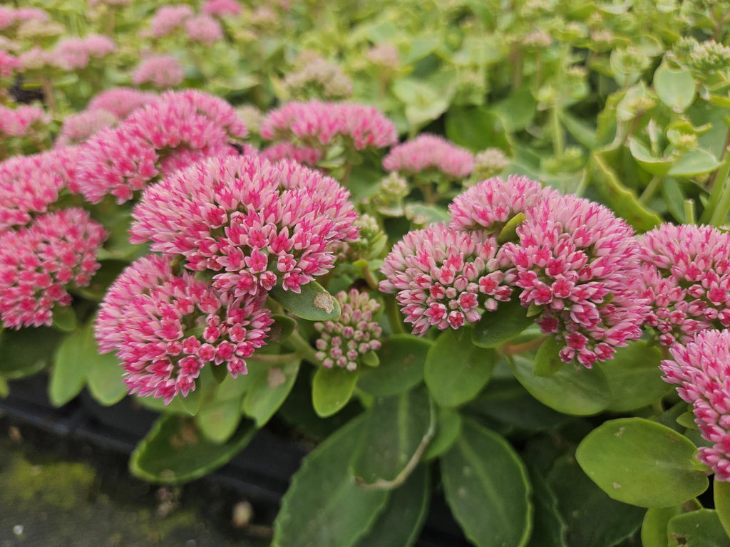 12x Sedum 'Herbstfreude' - ↕10-25cm - Ø9cm