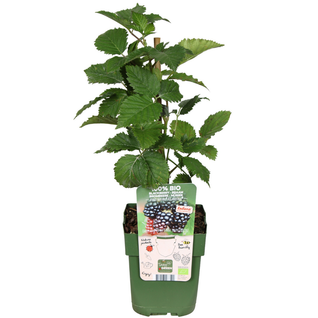 3 x Biologische bramenplanten - Ø 13 cm - ↨ 20 cm