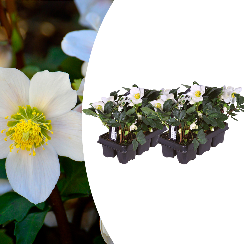 Helleborus niger ‘Christmas Carol’ – Set van 12 Kerstrozen (2 x Sixpack)