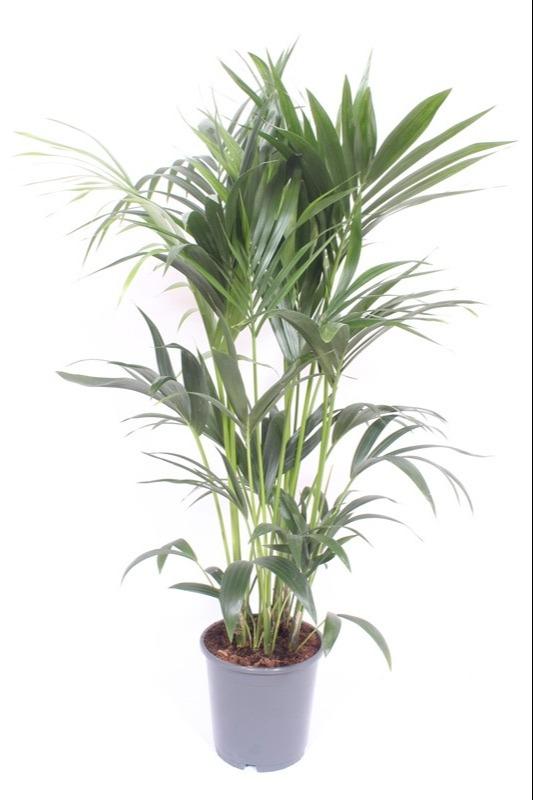 Howea Forsteriana - Ø24cm - ↕120cm