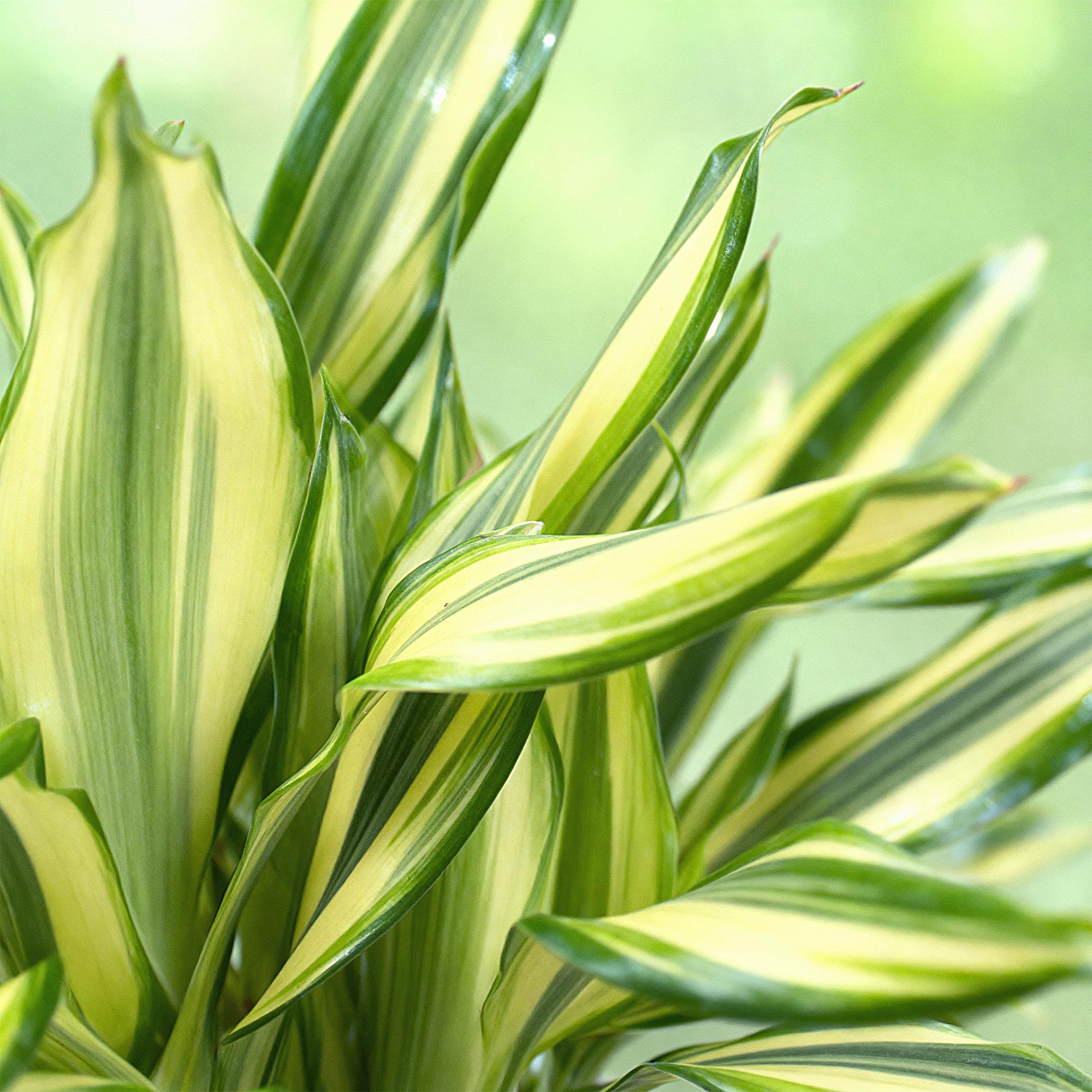 Green BoutiQ - Green is... Kamerplanten - Dracaena fragrans Diamond Dream - Drakenbloedboom - Weinig onderhoud - Groen - 2 Planten - Pot 17cm - Hoogte 50-55cm