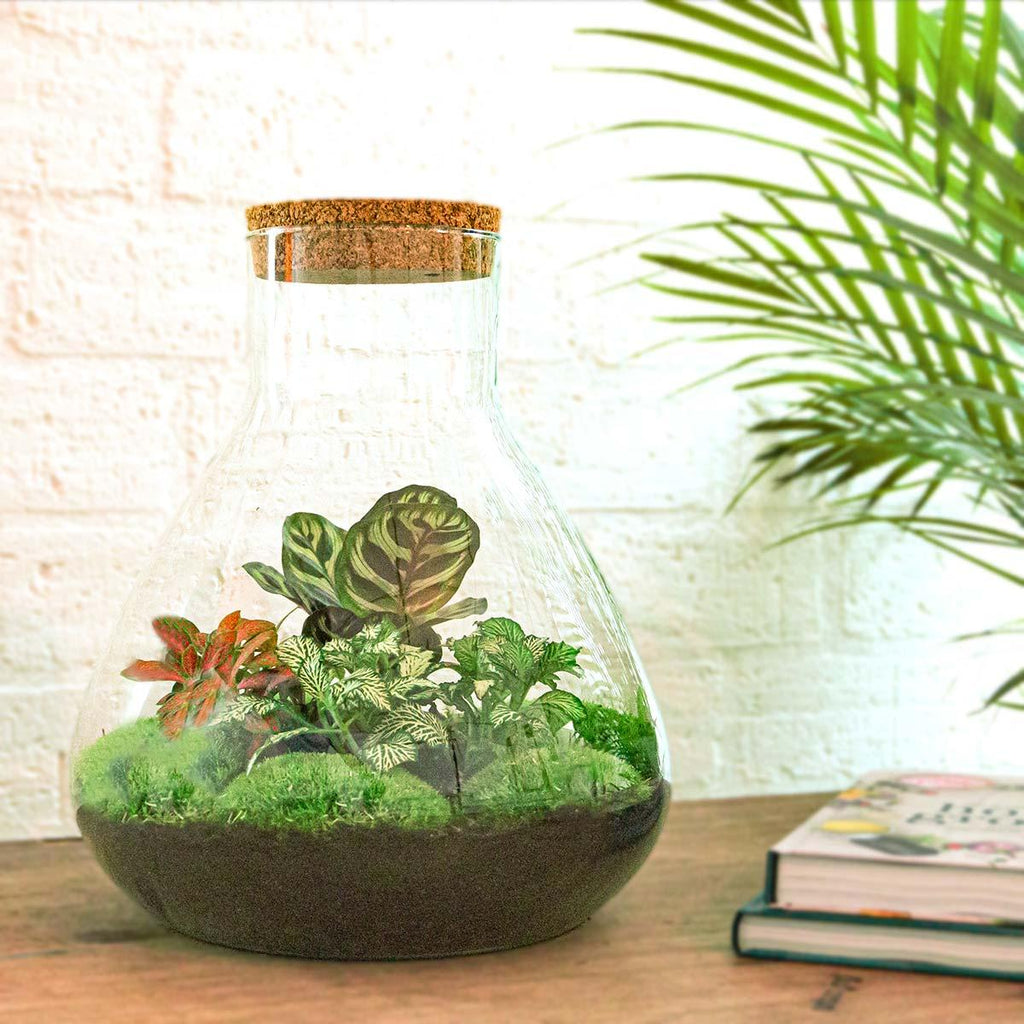 DIY Planten terrarium met licht - Sam XL Red - Ø 30 cm ↑ 32 cm - Rake + Shovel + Tweezer