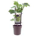 PROMO - Vitis Muskaat de Alexandrie -Ø15cm - ↕40cm
