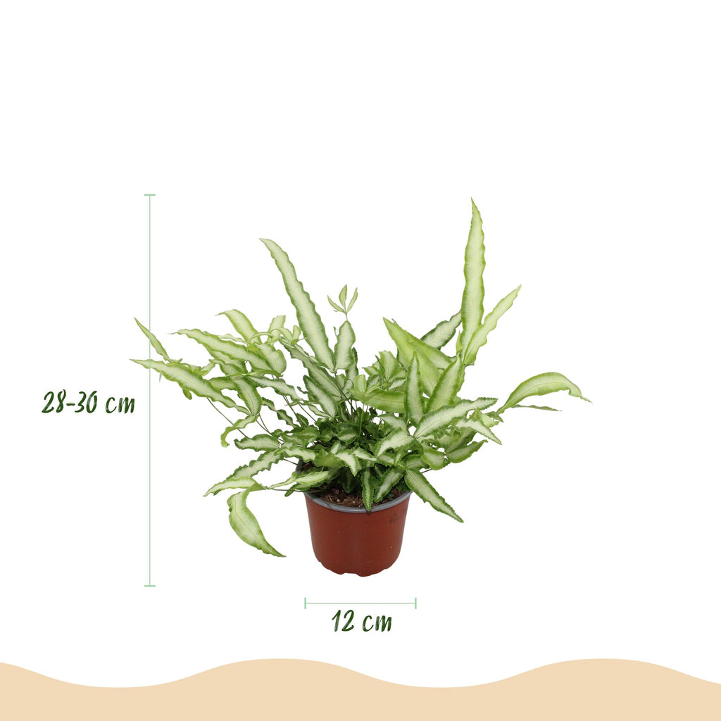 Green boutiQ - Kamerplant - Pteris cretica Albolineata - Lintvaren - Huisdiervriendelijk - Bont - 4 Planten - Pot 12cm - Hoogte 28-30cm