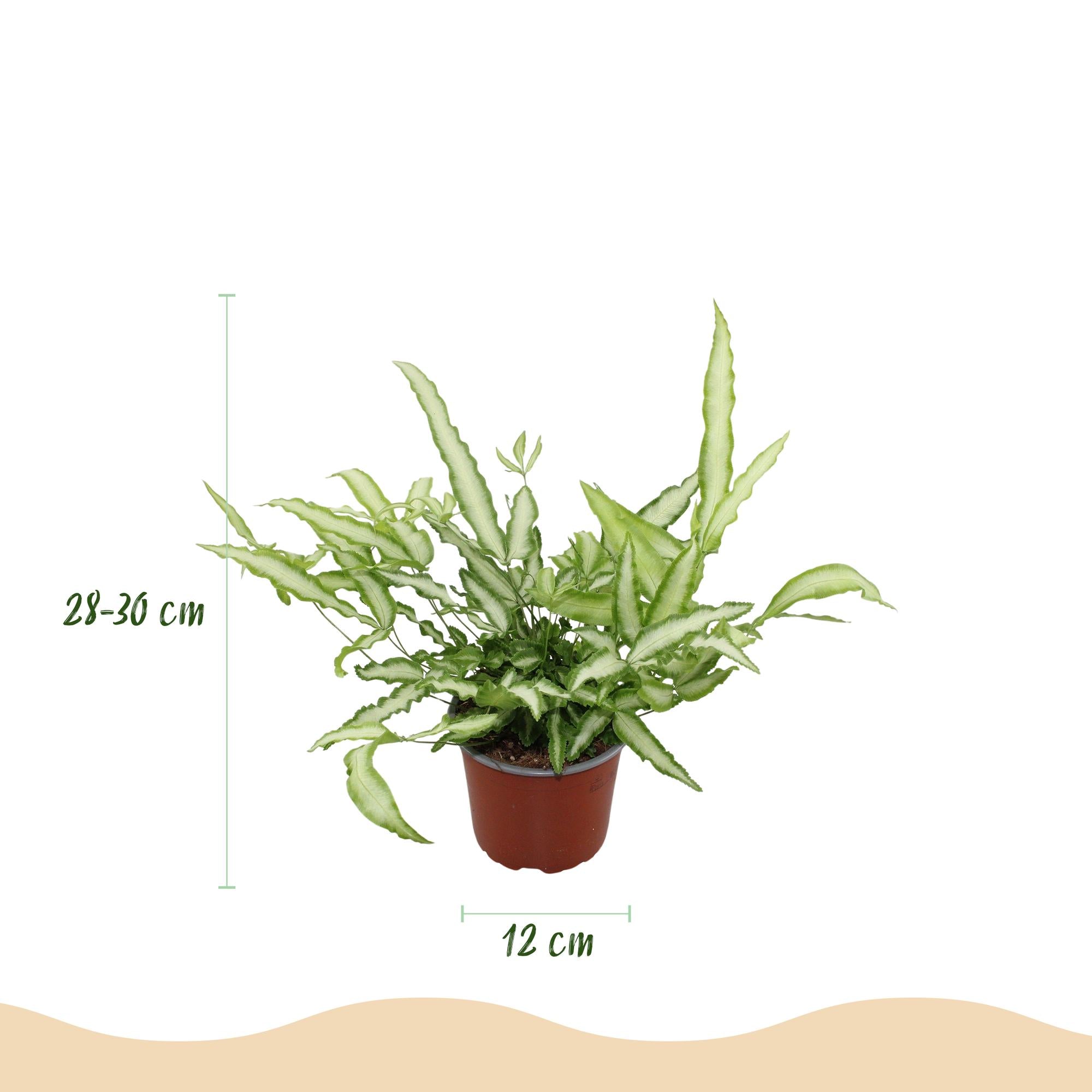 Green boutiQ - Kamerplant - Pteris cretica Albolineata - Lintvaren - Huisdiervriendelijk - Bont - 4 Planten - Pot 12cm - Hoogte 28-30cm