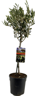Olea Europaea "op Stam" - Ø19cm - ↕90cm