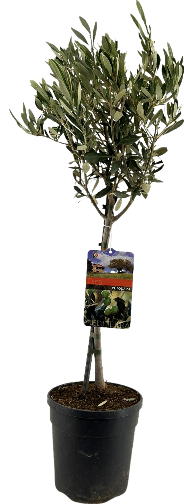 Olea Europaea "op Stam" - Ø19cm - ↕90cm