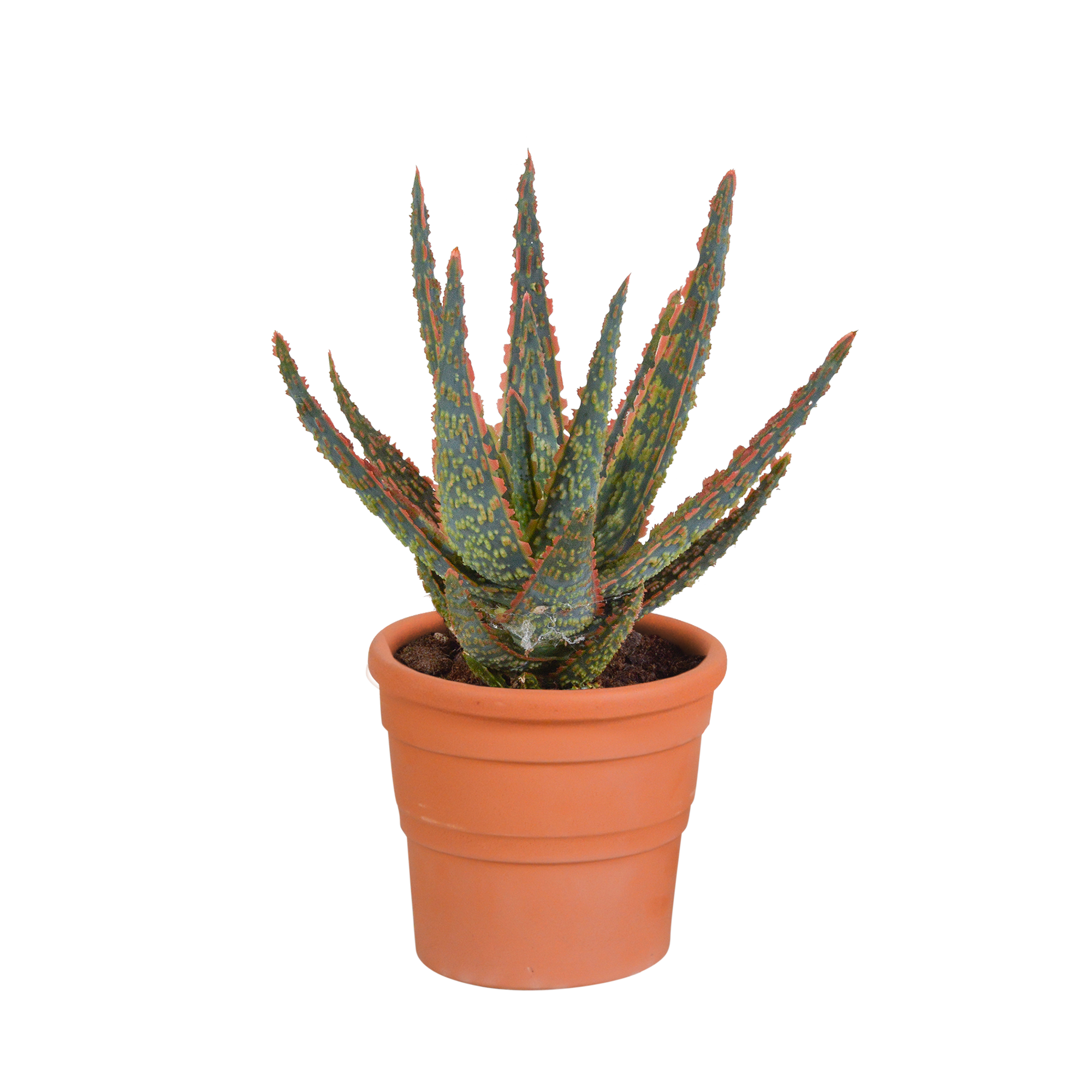 Aloë zebrina Dannyz 10,5cm - in terracotta pot