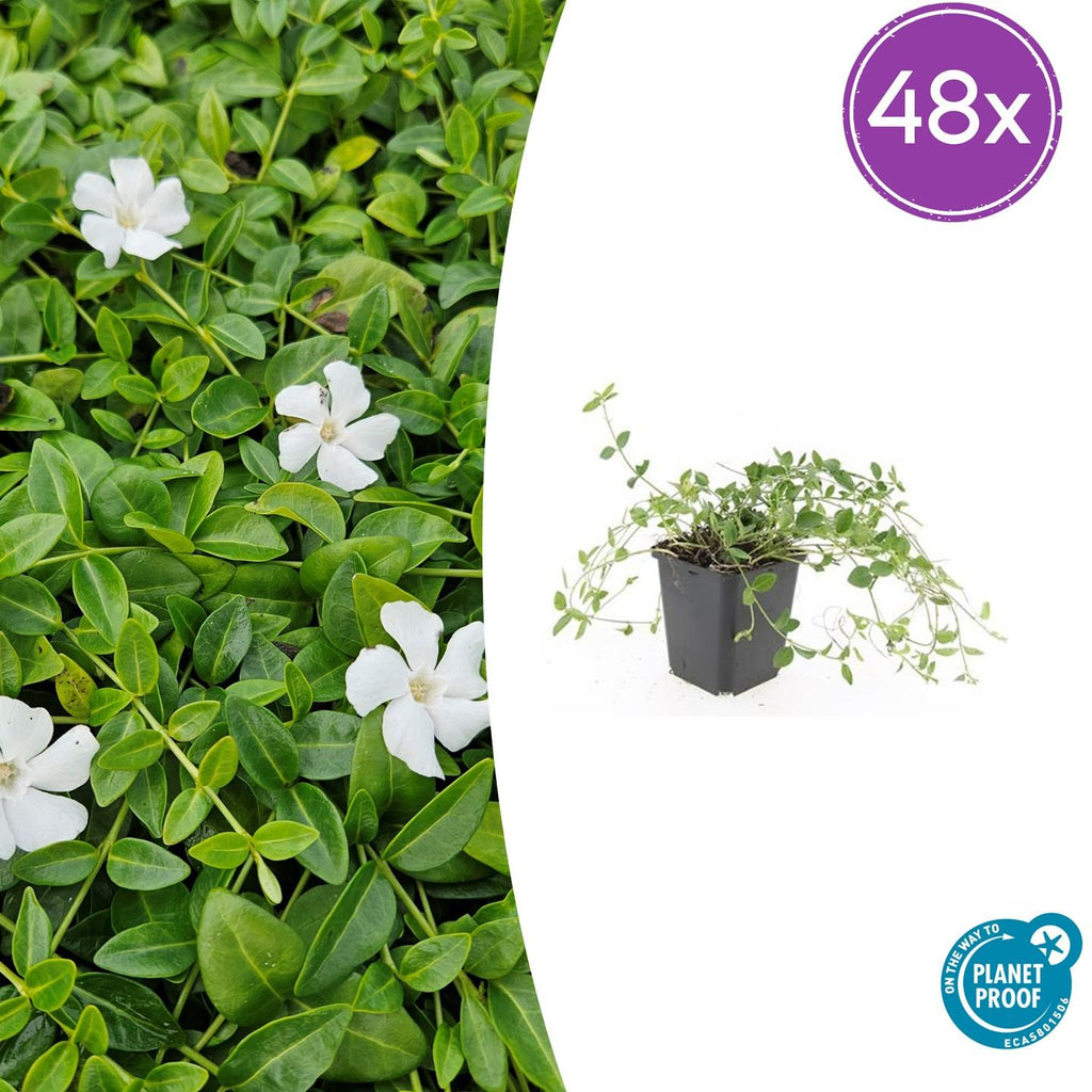 48x Vinca minor 'Gertrude Jekyll' - ↕10-25cm - Ø9cm