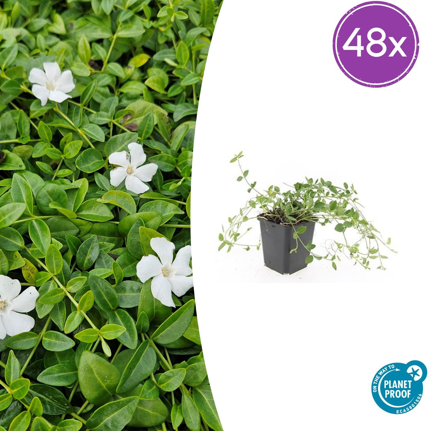 48x Vinca minor 'Gertrude Jekyll' - ↕10-25cm - Ø9cm