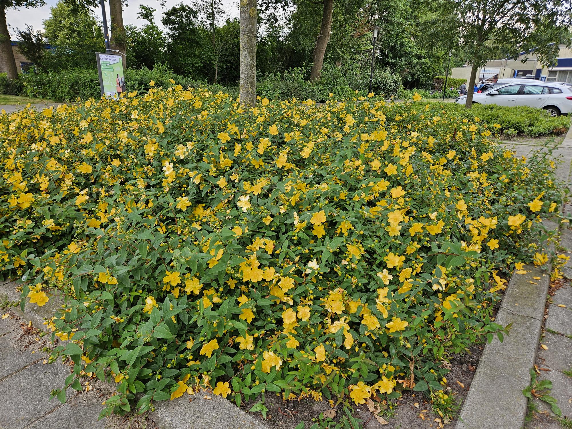 12x Hypericum 'Hidcote' - ↕10-25cm - Ø9cm