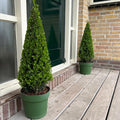 1x Ilex piramide 55 cm hoog |  Ø  21 cm