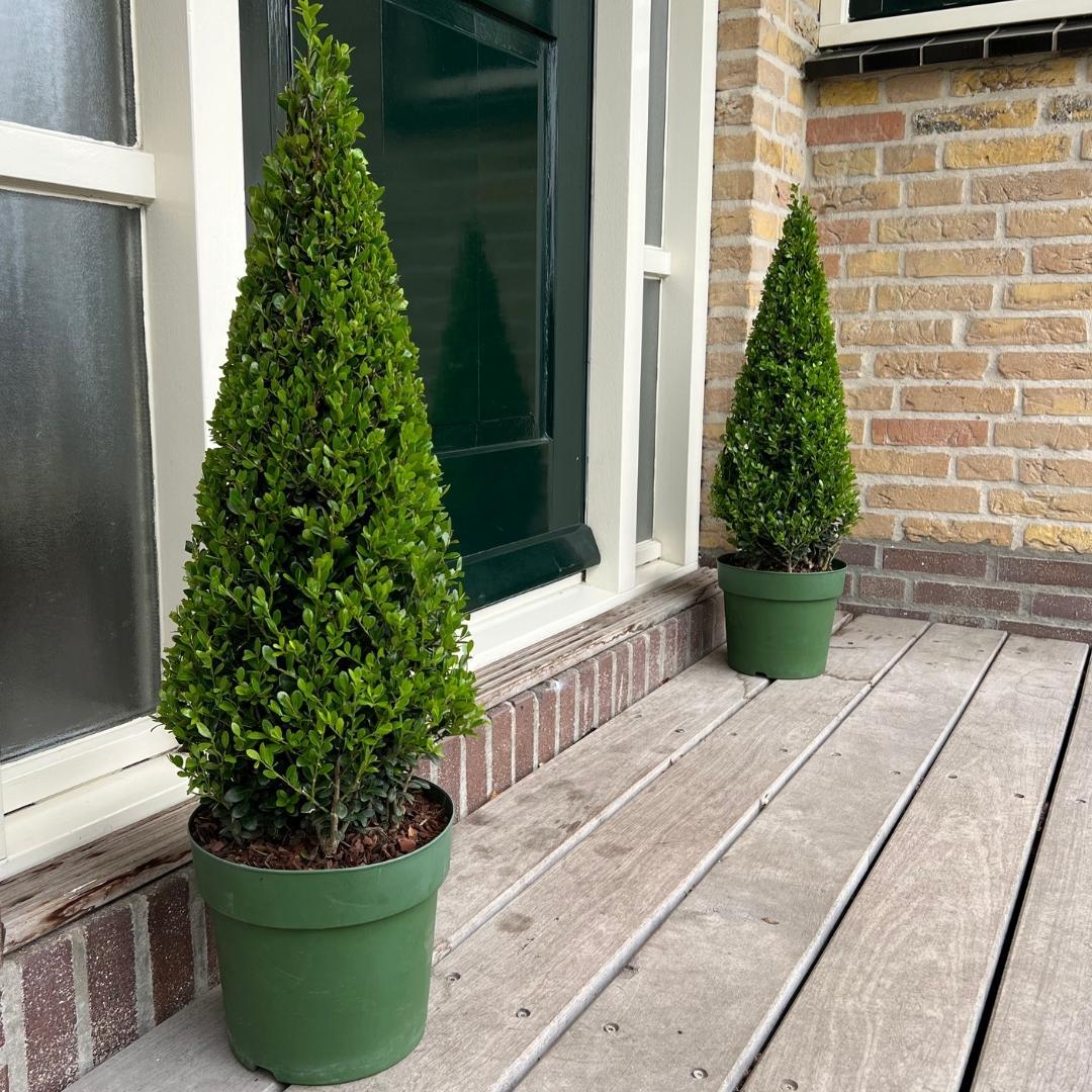 1x Ilex piramide 55 cm hoog |  Ø  21 cm