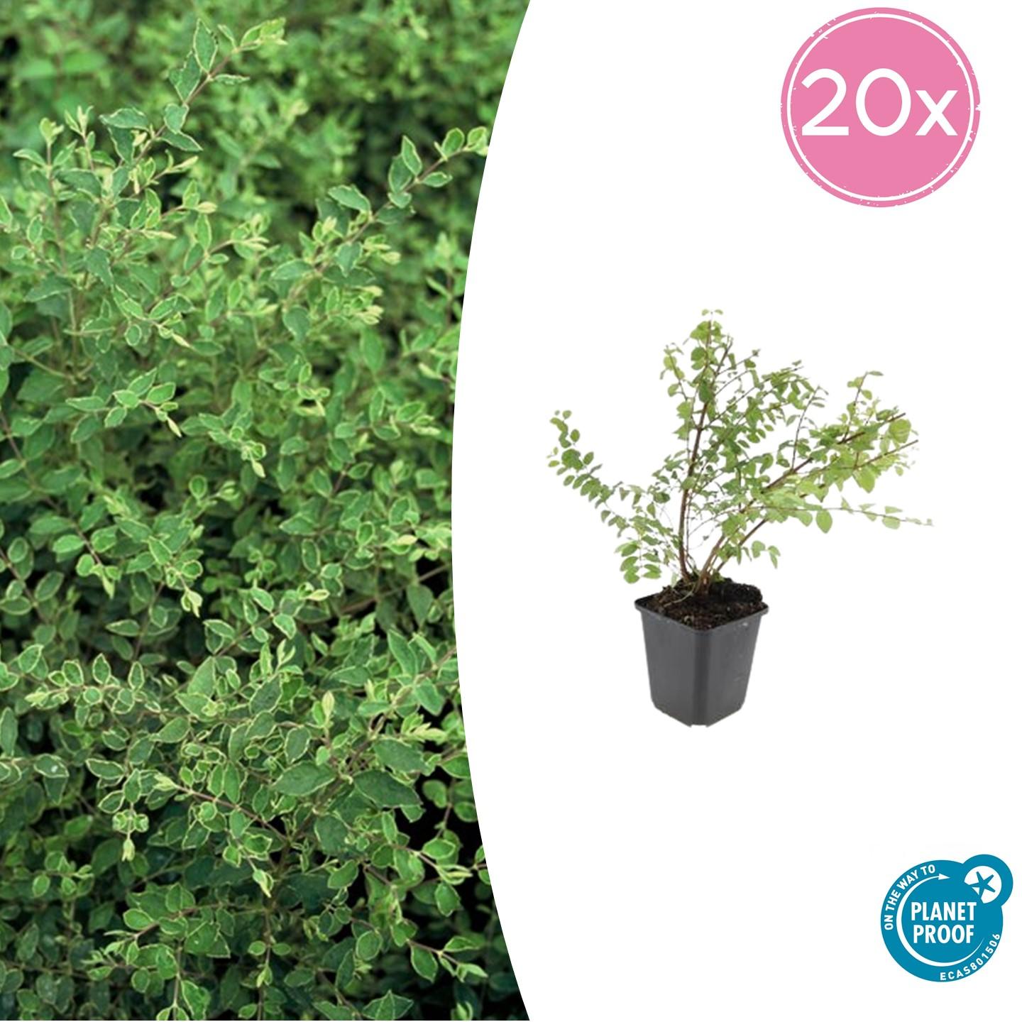 20x Symphoricarpos ch. 'Hancock' - ↕10-25cm - Ø9cm