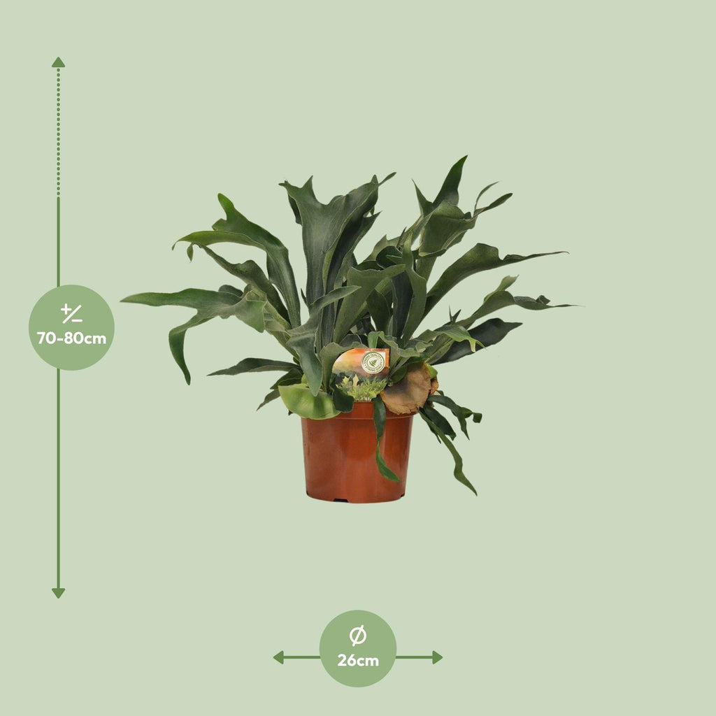 Platycerium Bifurcatum - Ø26cm - ↕80cm