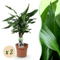Green BoutiQ - Green is... Kamerplanten - Dracaena fragrans Steudneri - Drakenbloedboom - Weinig onderhoud - Groen - 2 Planten - Pot 17cm - Hoogte 50-55cm