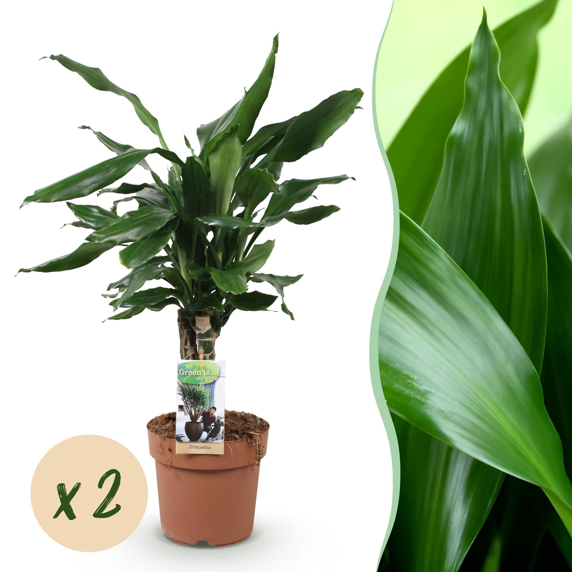 Green BoutiQ - Green is... Kamerplanten - Dracaena fragrans Steudneri - Drakenbloedboom - Weinig onderhoud - Groen - 2 Planten - Pot 17cm - Hoogte 50-55cm