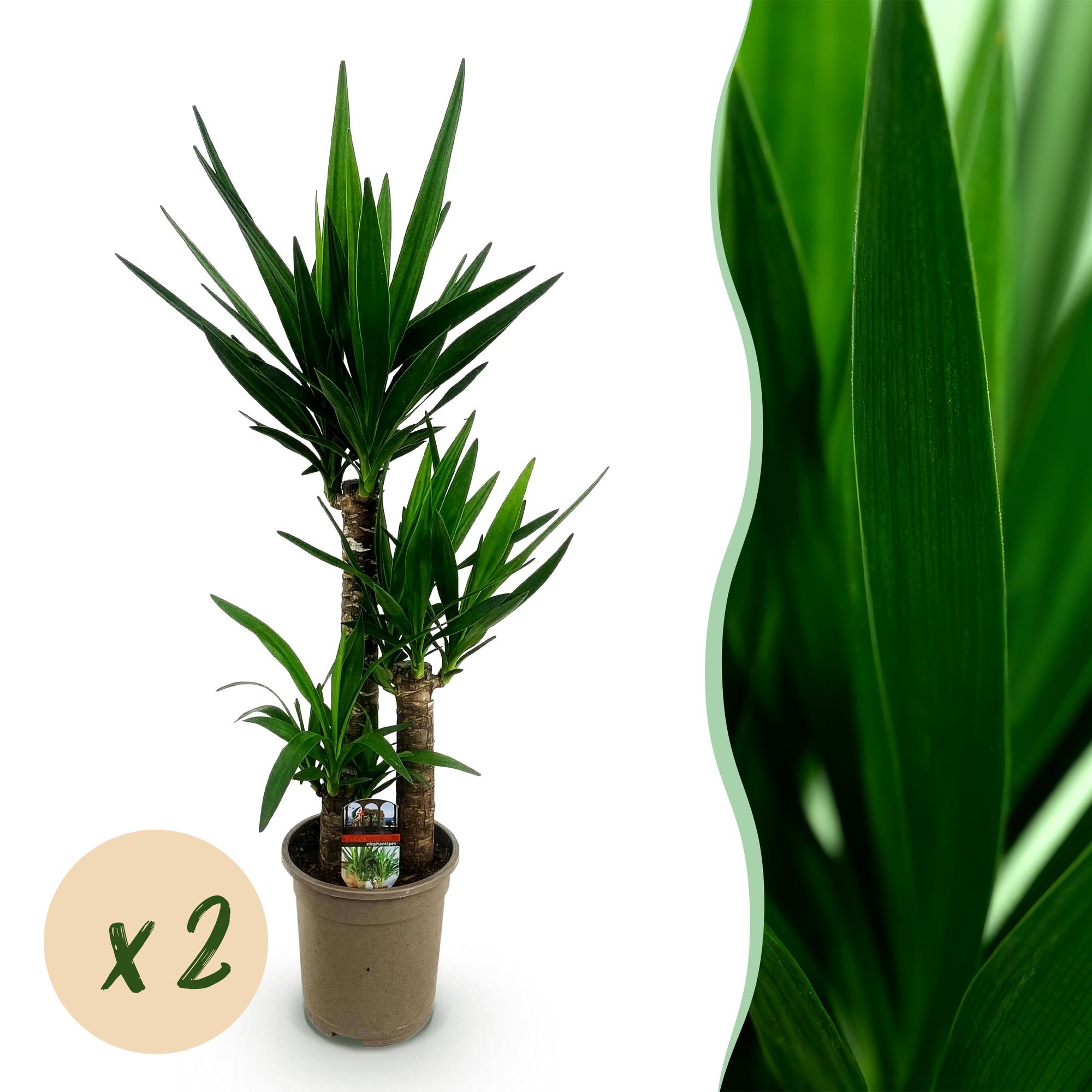 Green boutiQ - Kamerplant - Yucca elephantipes - Yucca - Weinig onderhoud - Groen - 2 - Pot 21cm - Hoogte 100cm