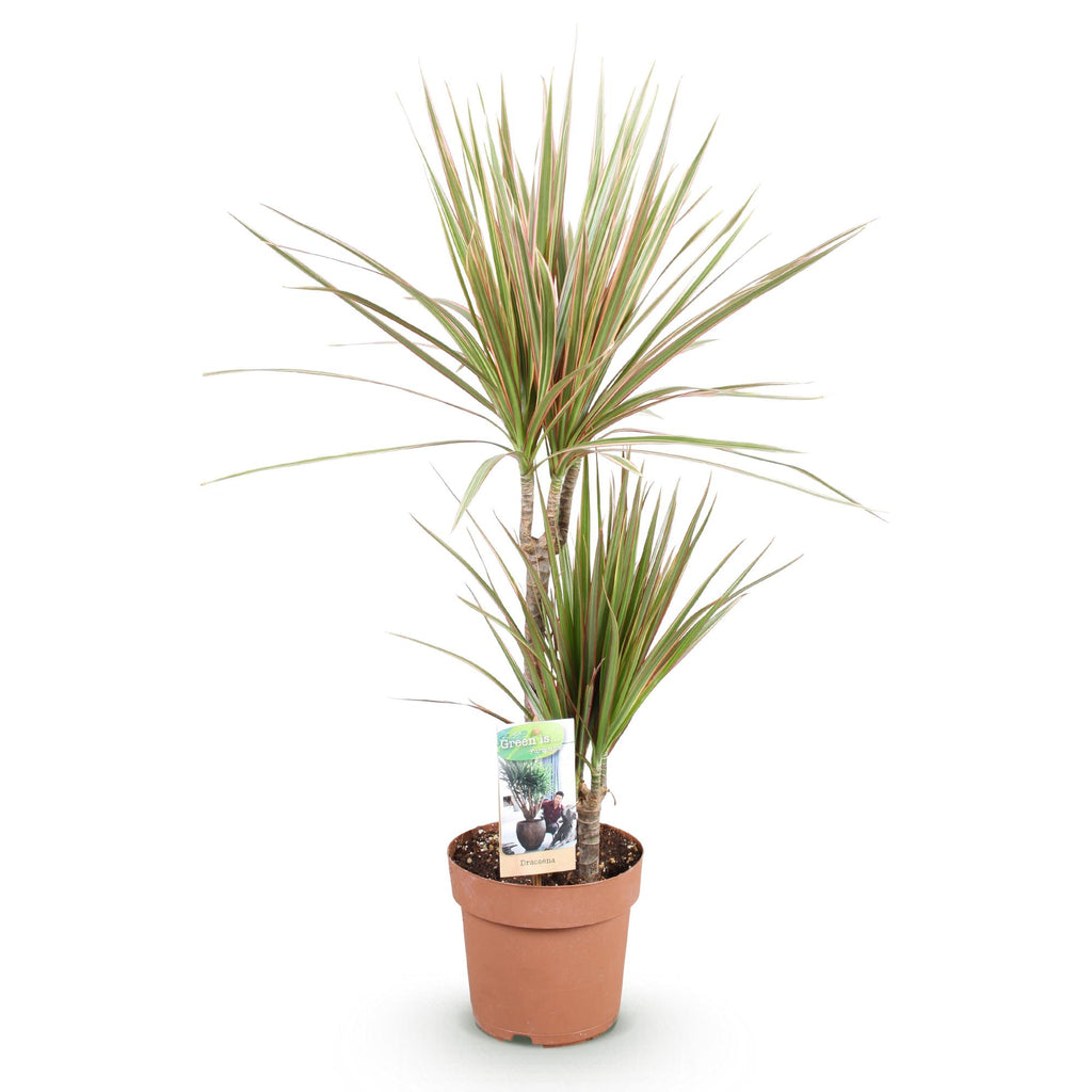 Green BoutiQ - Green is... Kamerplanten - Dracaena Marginata Bicolor - Drakenbloedboom - Weinig onderhoud - Groen - 1 Plant - Pot 17cm - Hoogte 70-75cm