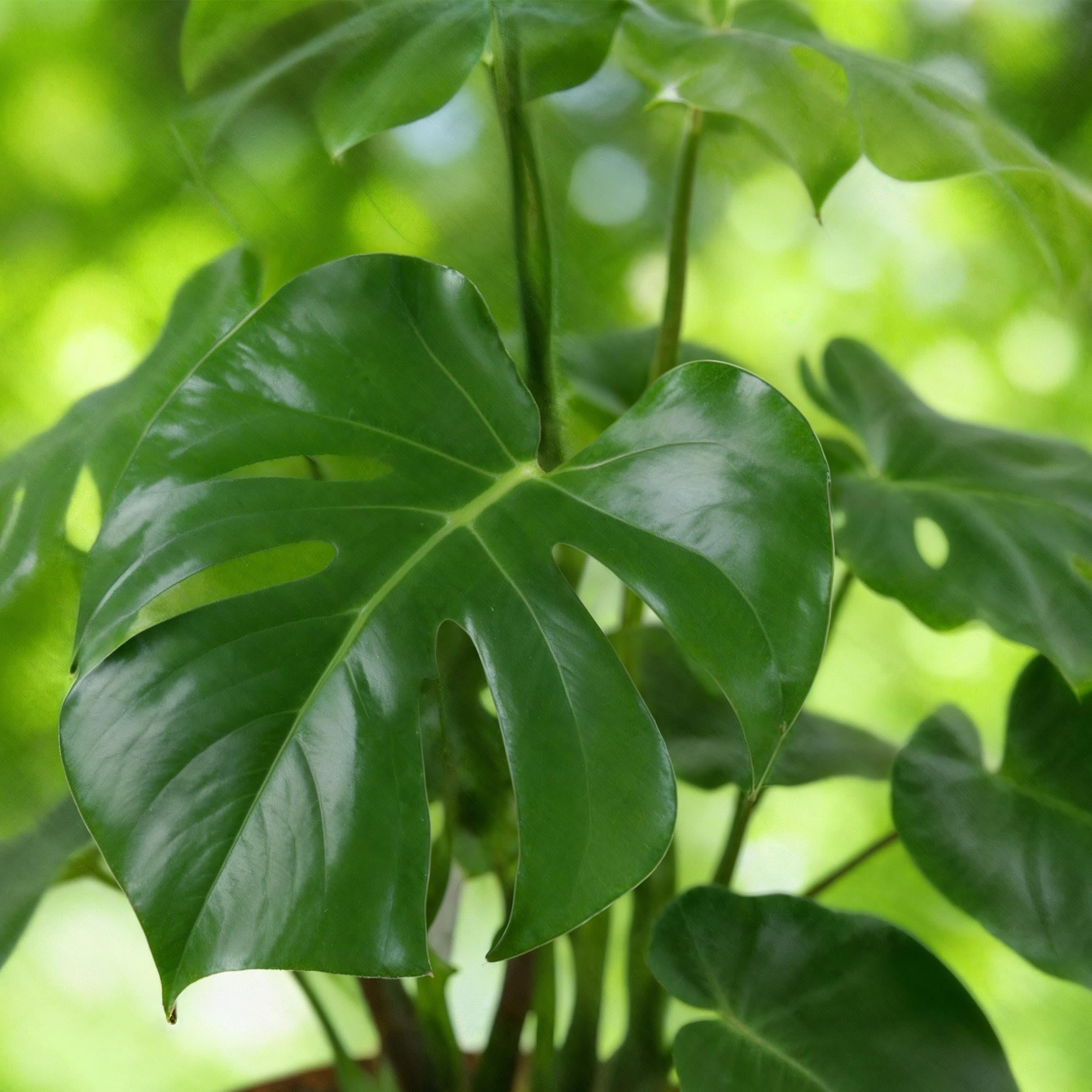 Green BoutiQ - Green is... Kamerplanten - Monstera Deliciosa - Gatenplant - Weinig onderhoud - Groen - 1 Plant - Pot 21cm - Hoogte 70-80cm