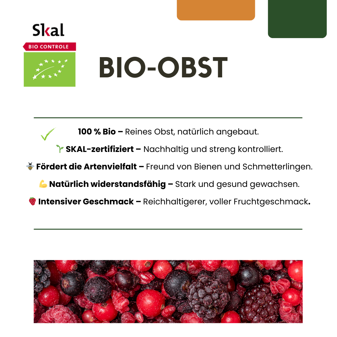 3 x Biologische Vijgenbomen - Ø 13 cm - ↨ 20 cm