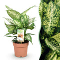 Green BoutiQ - Green is... Kamerplanten - Diefenbachia Compacta - Dieffenbachia - Weinig onderhoud - Groen - 1 Plant - Pot 17cm - Hoogte 45-50cm
