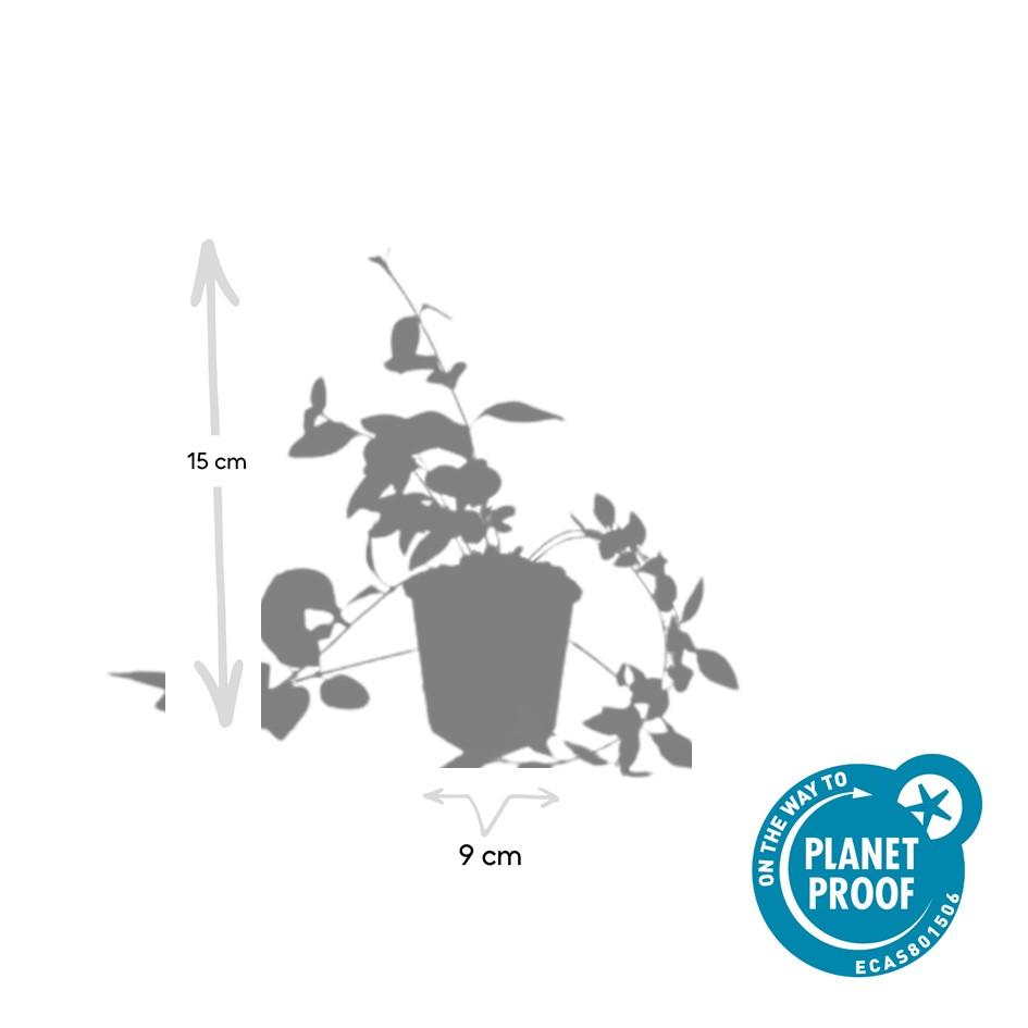 40x Vinca major 'Alba' - ↕10-25cm - Ø9cm