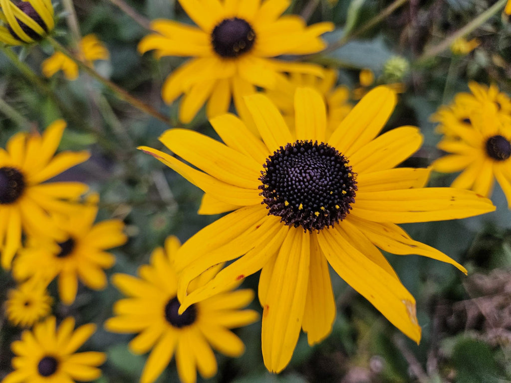20x Rudbeckia fulgida 'Goldsturm' - ↕10-25cm - Ø9cm
