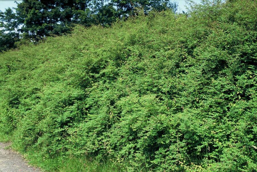 12x Symphoricarpos ch. 'Hancock' - ↕10-25cm - Ø9cm