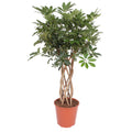 Schefflera Arboricola Compacta gevlochten stam - 130 cm - ø30