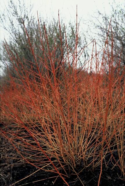 24x Cornus sang. 'Midwinter Fire' - ↕10-25cm - Ø9cm