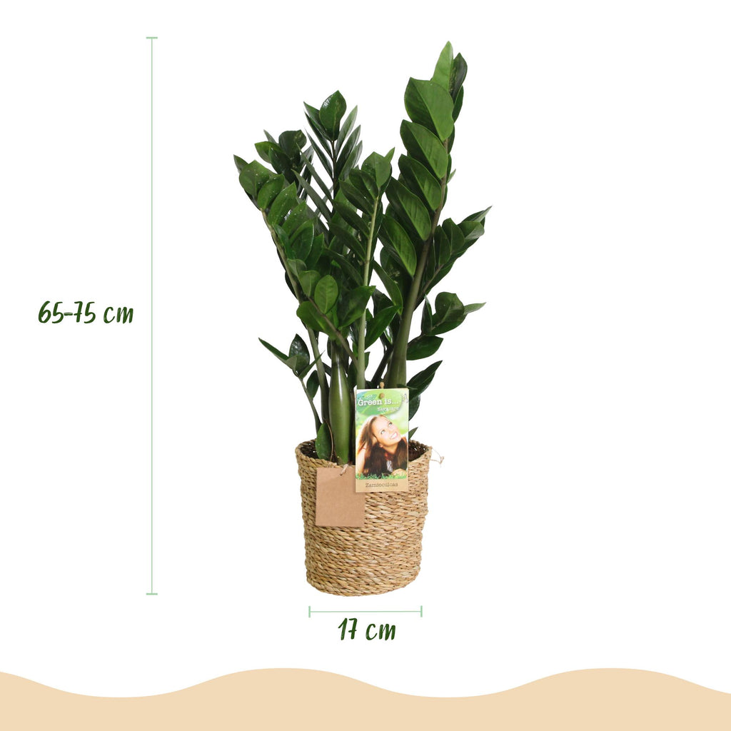 Green BoutiQ - Green is... Kamerplanten - Zamioculcas - ZZ-plant - Weinig onderhoud - met mand - Groen - 1 Plant - Pot 17cm - Hoogte 65-75cm
