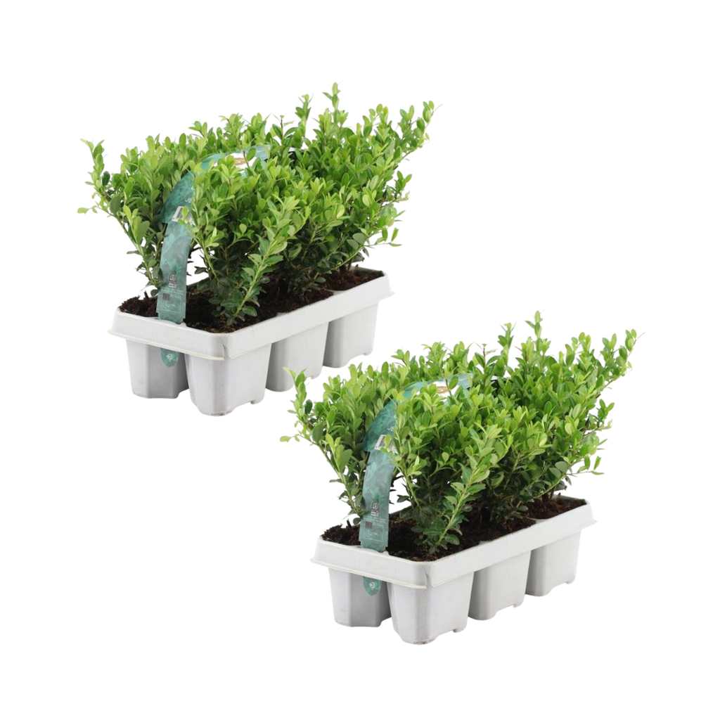 2 x 6 pack Ilex crenata 'Jenny' - Ø7 cm - ↕15 cm