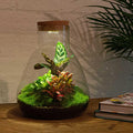DIY Planten terrarium met licht - Sam Calathea - Ø 24,5 cm ↑ 30 cm - Rake + Shovel