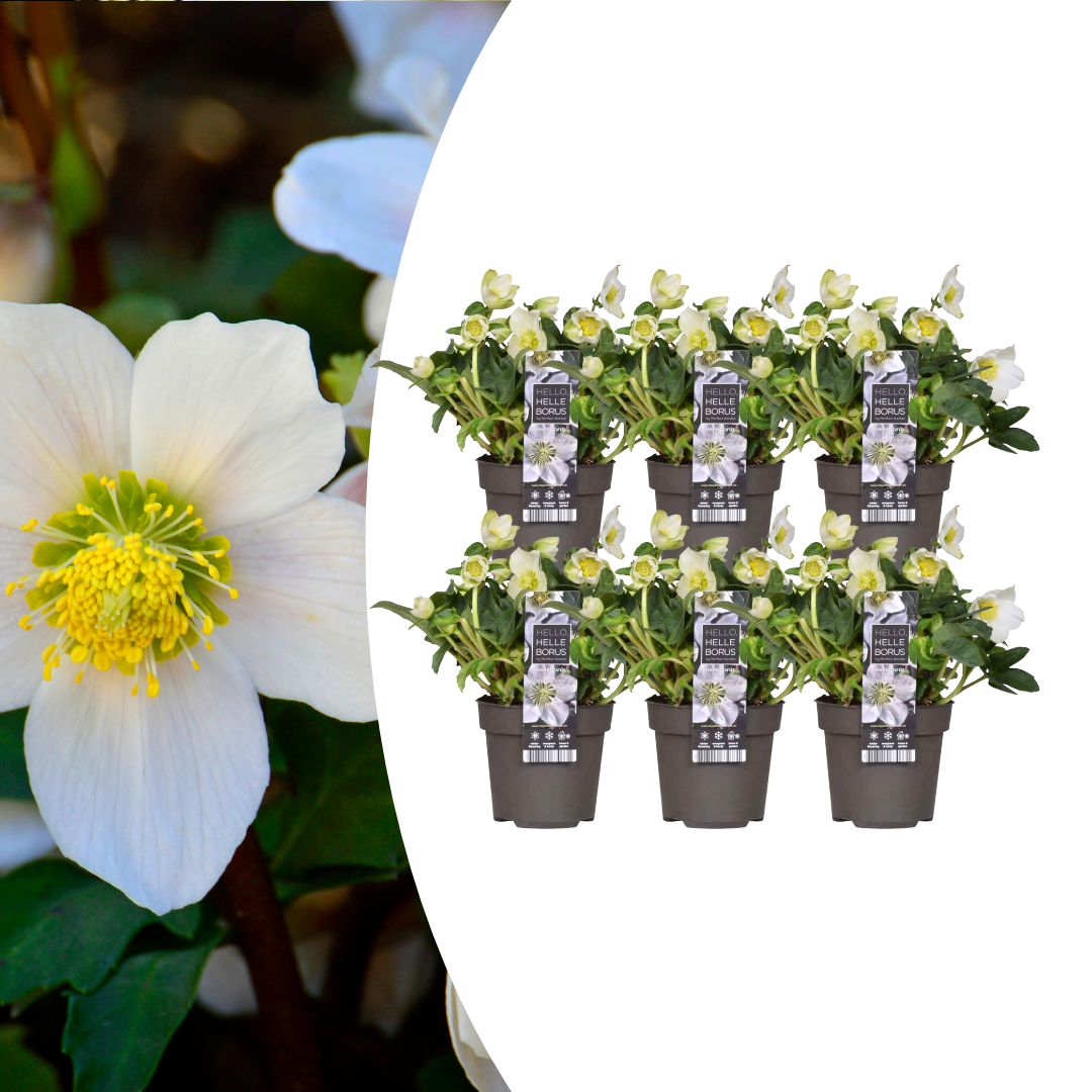 6x Helleborus niger 'Christmas Carol' | Ø 12 cm  | ↕ 20 cm
