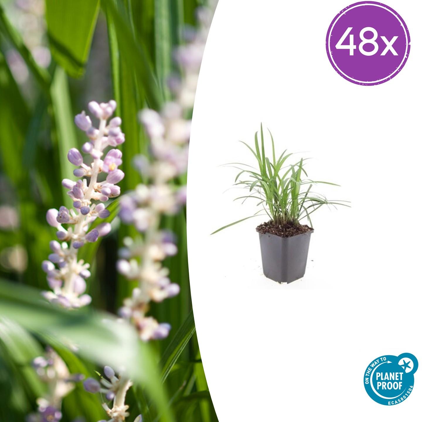48x Liriope muscari 'Monroe White' - ↕10-25cm - Ø9cm