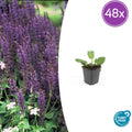 48x Salvia nem. 'Mainacht' - ↕10-25cm - Ø9cm