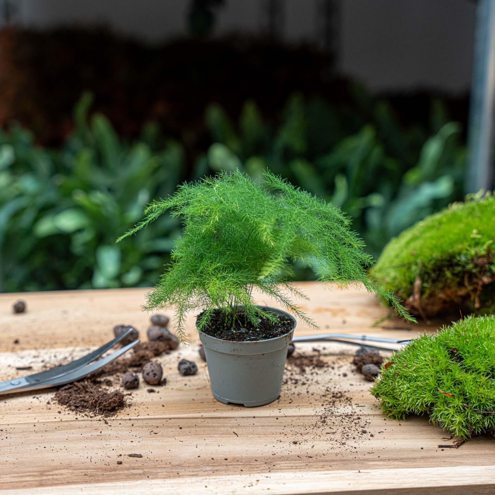 Asparagus Setaceuse Plumosus – Sierasperge - Terrarium plant - Potmaat 6