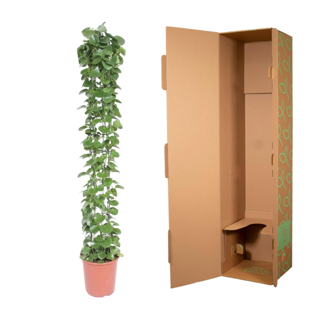 Cissus rotundifolia gaasrek - 160 cm - ø27