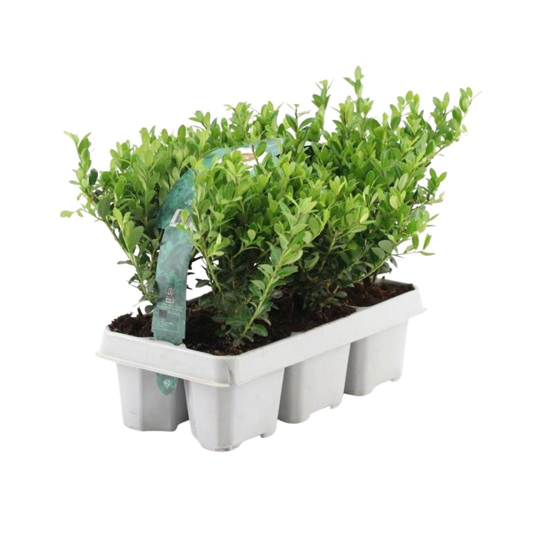 4 x 6 pack Ilex crenata 'Jenny' - Ø7 cm - ↕15 cm