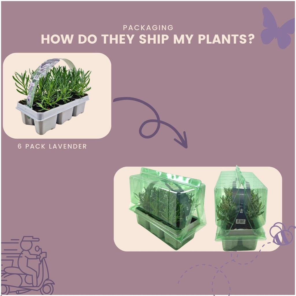 12 x 6 pack Lavendel angustifolia white - 72 x Ø7 cm - ↕15 cm