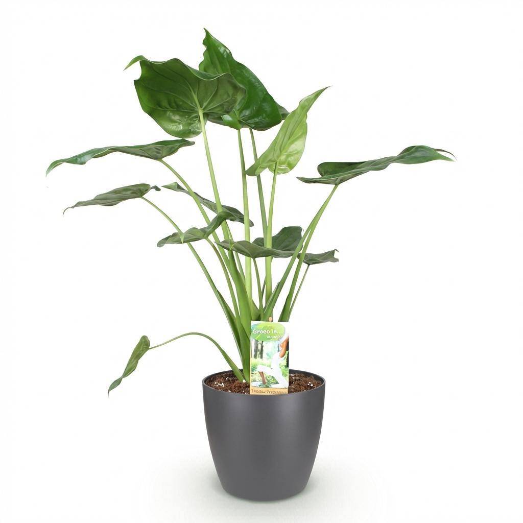 Green BoutiQ - Kamerplanten - Alocasia Cucullata - Boeddha,s hand - Weinig onderhoud - Groen - 1 Plant - met Potter Grijs - Pot 21cm - Hoogte 65-70cm